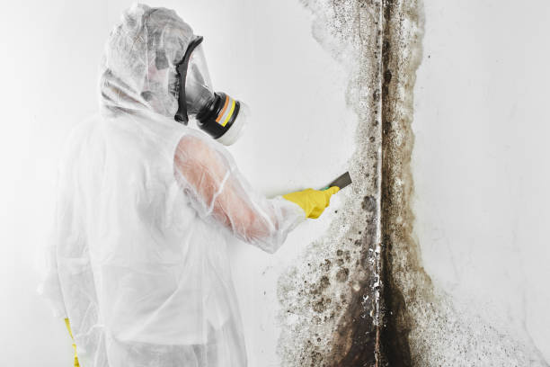 Trusted East Berwick, PA Mold Removal Experts