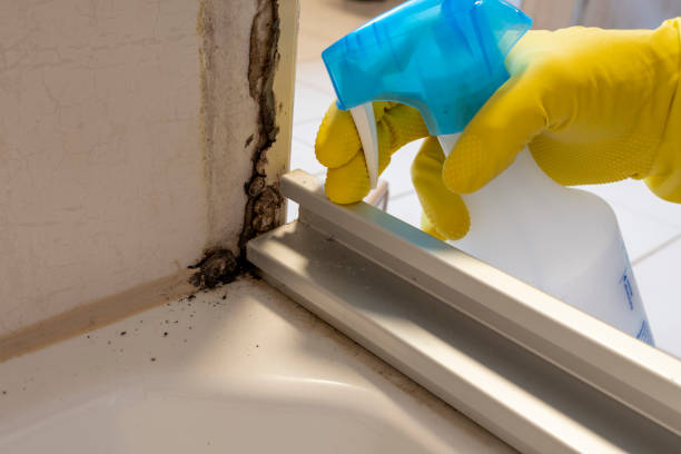 Best Mold Damage Repair  in East Berwick, PA