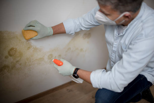 Best Mold Cleaning Services  in East Berwick, PA