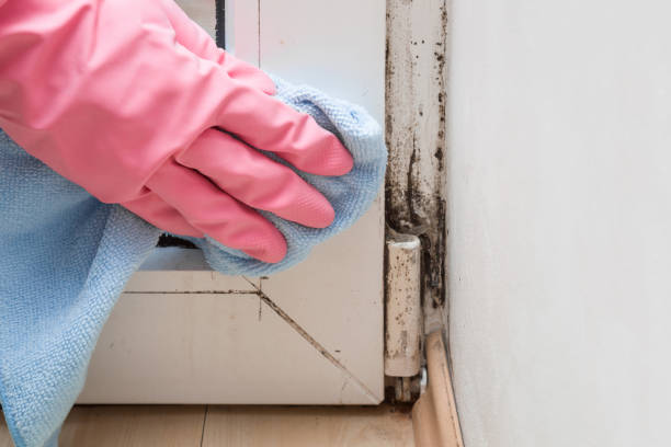 Best Commercial Mold Removal  in East Berwick, PA